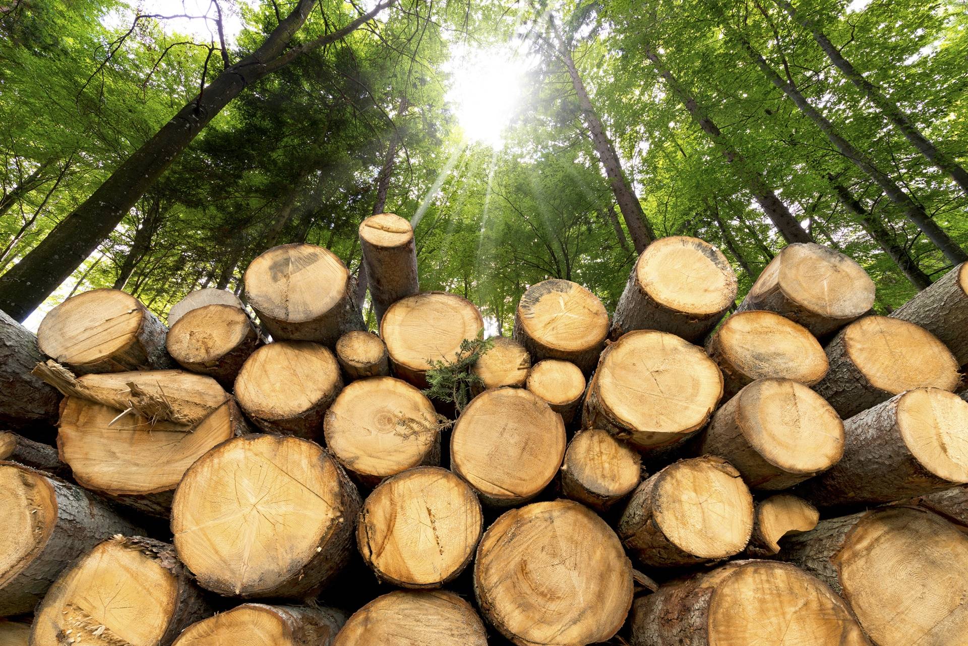 Wald- und Grünraumpflege Lukas Schliefnig aus Meggenhofen im Bezirk Grieskirchen in Oberösterreich